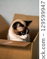Siamese cat discovers new cardboard box arrived at home. New smell. Perfect new space to hide. 129599947