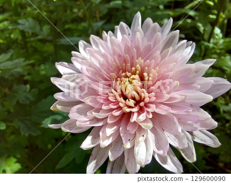 Beautiful Pink Chrysanthemum Bloom Surrounded by Lush Greenery During Sunny Afternoon 129600090