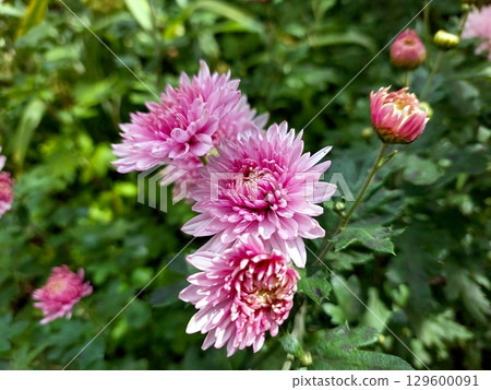 Beautiful Pink Flowers Bloom Amidst Vibrant Green Foliage in a Sunny Garden Setting 129600091