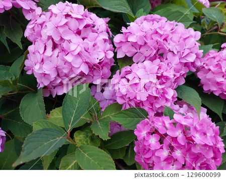 Beautiful Hydrangea Flowers in Full Bloom During a Sunny Afternoon in a Garden Setting Beautiful Hydrangea Flowers in Full Bloom During a Sunny Afternoon in a Garden Setting 129600099