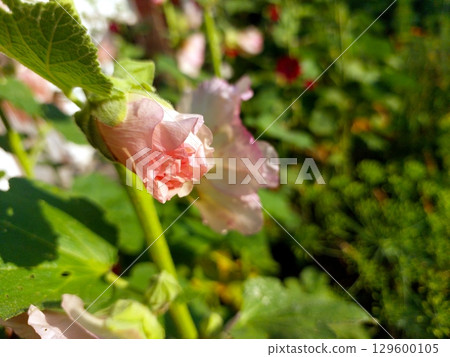 Mallow Flower Blooming in a Vibrant Garden During a Sunny Day in Spring Mallow Flower Blooming in a Vibrant Garden During a Sunny Day in Spring 129600105