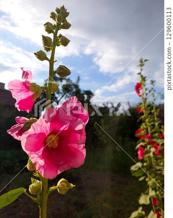 Vibrant Mallow Flower Blooming Under Sunny Sky in a Serene Garden Setting Vibrant Mallow Flower Blooming Under Sunny Sky in a Serene Garden Setting 129600113