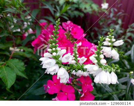 Colorful Physostegia and Hydrangea Flowers Bloom in a Vibrant Garden Setting During Summer Colorful Physostegia and Hydrangea Flowers Bloom in a Vibrant Garden Setting During Summer 129600114