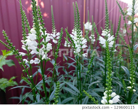 Beautiful Physostegia Flowers Blooming in Vibrant Garden Setting During Bright Daylight Beautiful Physostegia Flowers Blooming in Vibrant Garden Setting During Bright Daylight 129600115