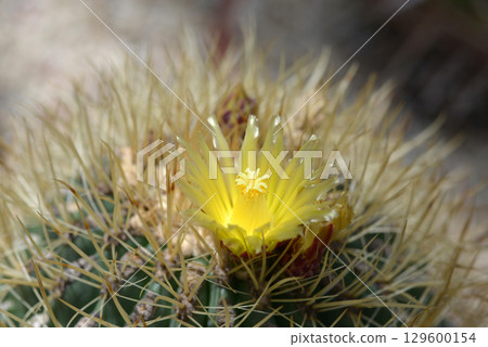Cactus flower Cactus flower 129600154
