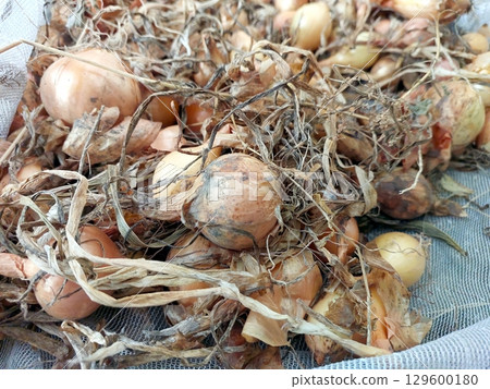 Harvesting Yellow Garden Onions With Roots and Skins in a Rural Setting During Late Summer 129600180