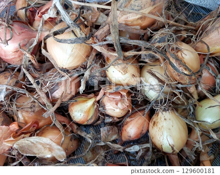 Yellow Garden Onions Harvested and Ready for Cooking in a Home Kitchen 129600181
