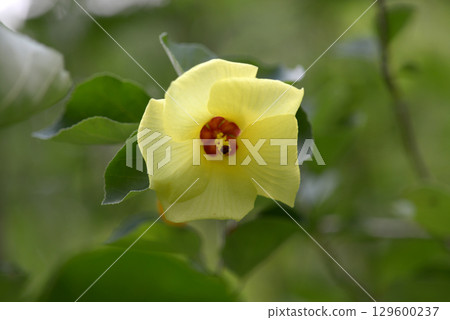 Hamabou Hamabou 129600237