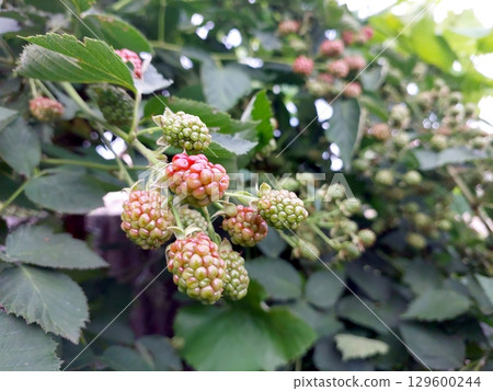 Blackberries Ripening on the Bush Under Warm Sunlight in a Garden During Late Summer 129600244