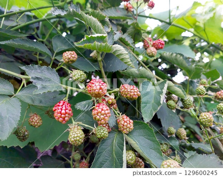 Blackberries Ripening on the Bush in a Lush Garden Setting During Late Summer 129600245