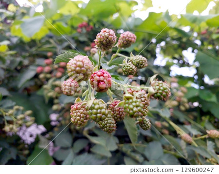 Blackberries Ripening on the Bush in a Lush Garden During Late Summer Season 129600247