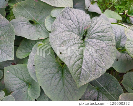 Brunnera Large Leaf Thriving in a Lush Garden During Late Spring 129600252