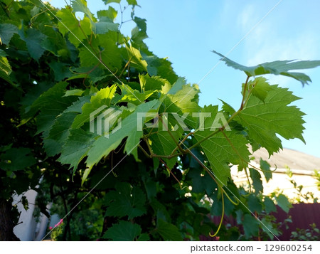 Grape Leaves Growing Lushly on Vines in a Sunlit Garden During Summer Months Grape Leaves Growing Lushly on Vines in a Sunlit Garden During Summer Months 129600254