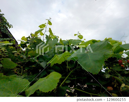 Exploring the Vibrant Growth of Grape Leaves Under a Cloudy Sky in Summer Exploring the Vibrant Growth of Grape Leaves Under a Cloudy Sky in Summer 129600255