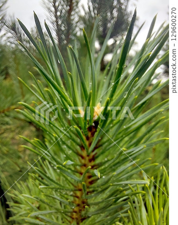 Close-up View of Fresh Pine Needles Glistening After the Rain in a Forest Setting 129600270