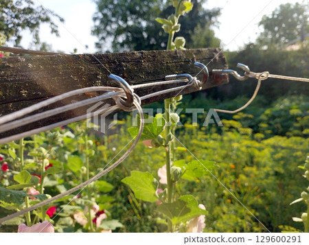 Clothespins and Lines for Drying Laundry on a Sunny Day in the Backyard Garden 129600291