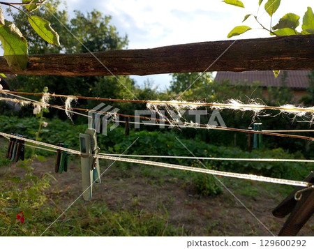 Clothespins Hanging on a Line With Clothes Drying Under a Sunny Sky in a Backyard Garden 129600292