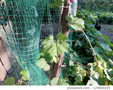Grape Leaves Climbing on a Wooden Trellis With Netting in a Lush Garden During Daylight Hours Grape Leaves Climbing on a Wooden Trellis With Netting in a Lush Garden During Daylight Hours 129600293