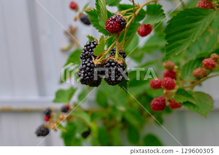 Ripe blackberries hanging on branches in a garden. High quality photo 129600305