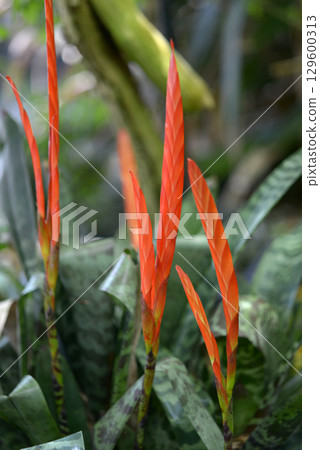 Trough Ananas 129600313