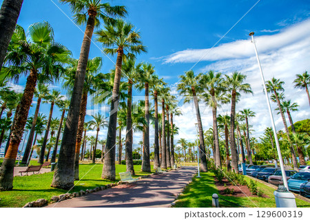 Amazing palm trees on the Croisette (left) and cars with the inscription Amazing palm trees on the Croisette (left) and cars with the inscription 129600319