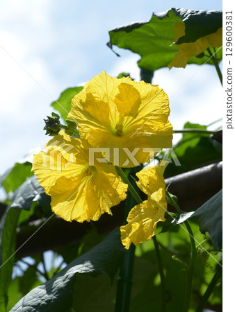 Loofah flowers 129600381