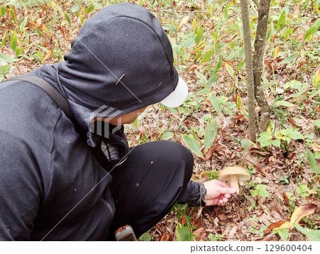 mushrooms in the hands of a mushroom picker. white mushroom in the forest. Autumn season pick up mushrooms. mushroom picker in forest. 129600404