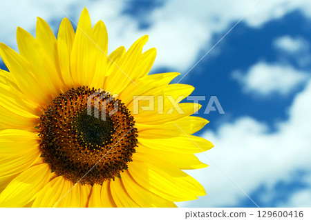 Summer landscape: blue sky and sunflowers 129600416