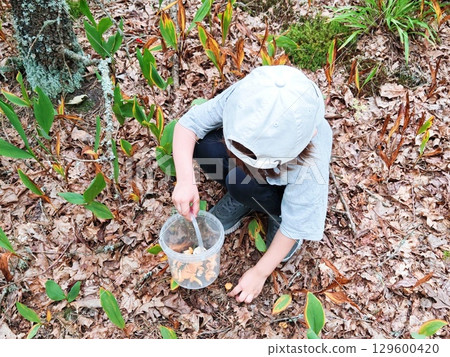 Children walking in the forest and gather mushrooms. happy child is picking mushrooms in the forest 129600420