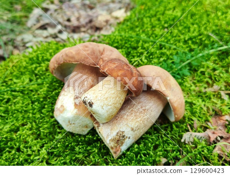 white mushroom in the forest. Autumn season pick up mushrooms. Healthy vegetarian food growing in nature. Wood organic plants white mushroom in the forest. Autumn season pick up mushrooms. Healthy vegetarian food growing in nature. Wood organic plants 129600423