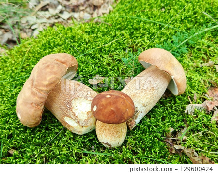 white mushroom in the forest. Autumn season pick up mushrooms. Healthy vegetarian food growing in nature. Wood organic plants white mushroom in the forest. Autumn season pick up mushrooms. Healthy vegetarian food growing in nature. Wood organic plants 129600424