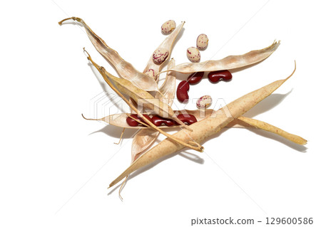 Dry bean pods with fruits. Dry bean pods with fruits. 129600586