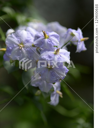 茄屬溫德蘭迪 129600688