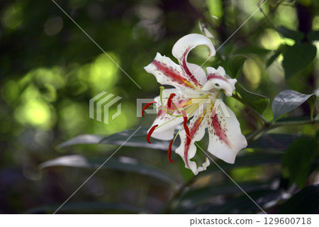 野百合 野百合 129600718