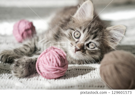 Fluffy tabby kitten with wide eyes lies on white knitted blanket, surrounded by balls of pink and brown yarn. Perfect for themes of playfulness, crafts and cozy pet moments 129601573