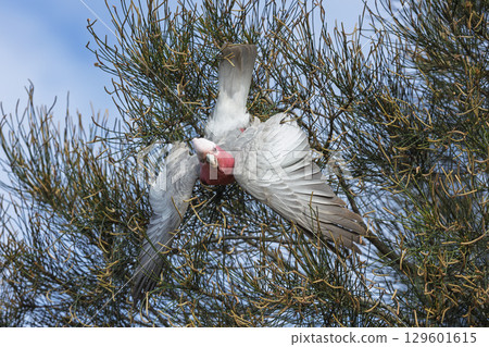 An Australian Galah playing in a tree 129601615