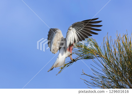 An Australian Galah playing in a tree An Australian Galah playing in a tree 129601616