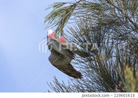 An Australian Galah playing in a tree 129601618