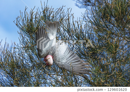 An Australian Galah playing in a tree An Australian Galah playing in a tree 129601620