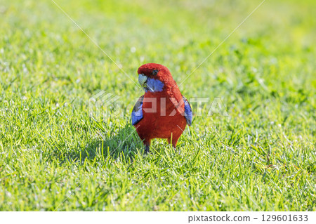 An Australian Crimson Rosella bird walking on green grass An Australian Crimson Rosella bird walking on green grass 129601633