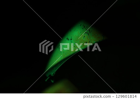 Green liquid film, fantastic bubbles connections, fluid movement, dark fantastic background, transparent oil, green ink 129601814