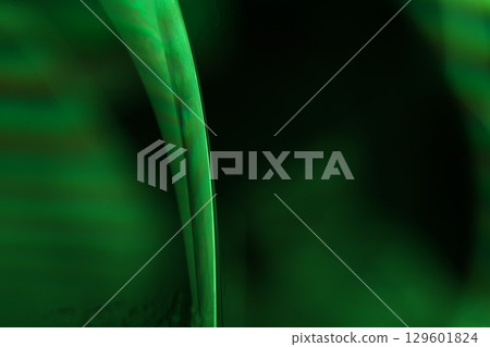 Green liquid film, fantastic bubbles connections, fluid movement, dark fantastic background, transparent oil, green ink Green liquid film, fantastic bubbles connections, fluid movement, dark fantastic background, transparent oil, green ink 129601824