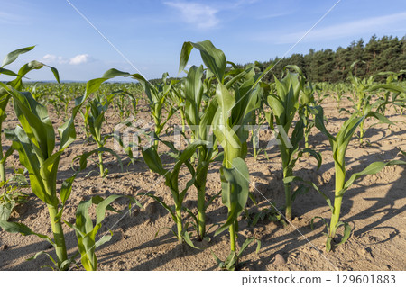 a field with corn sprouts against a blue sky 129601883