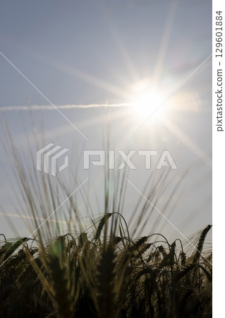 field with rye before ripening in the evening, the sky at sunset field with rye before ripening in the evening, the sky at sunset 129601884