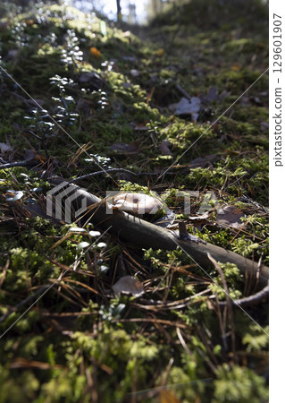 dangerous mushrooms in the autumn season close up 129601907