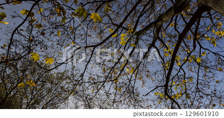 orange and yellow leaves on the branches of the maple tree in the autumn season in sunny weather, the beautiful foliage of maples during the fall in Indian summer orange and yellow leaves on the branches of the maple tree in the autumn season in sunny weather, the beautiful foliage of maples during the fall in Indian summer 129601910