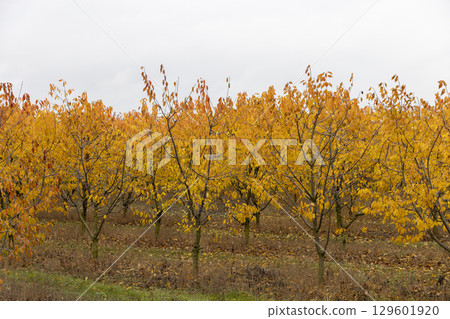cloudy weather in the orchard with cherries before winter, landscape photography cloudy weather in the orchard with cherries before winter, landscape photography 129601920