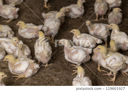chicken during the change of fluff to feathers, a poultry farm where chicken chickens are raised to produce meat products 129601927