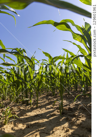 green corn at the beginning of spring corn blooming, clear sunny weather without clouds in a field with green corn for livestock, close up 129601961