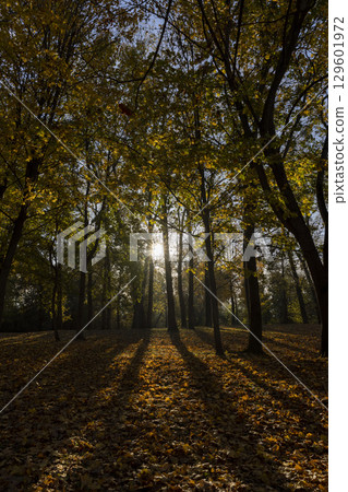 yellow foliage on maples in the autumn park, maples with orange foliage in sunny weather in autumn 129601972
